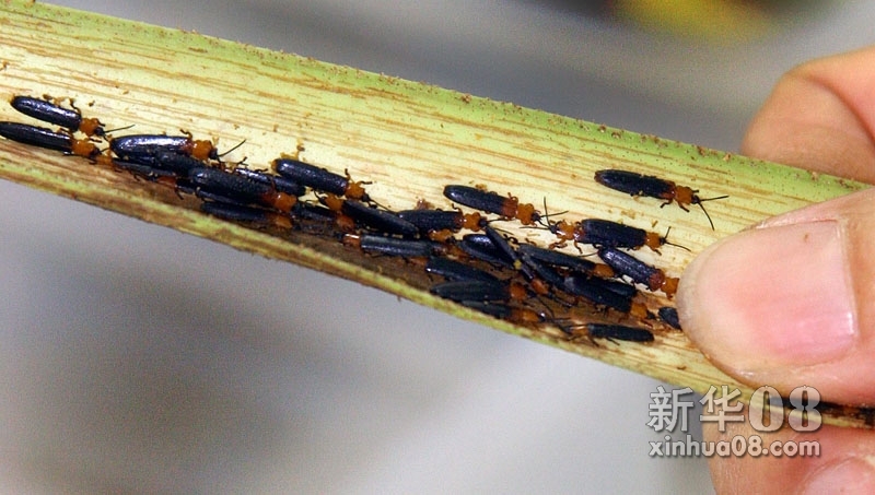 椰心叶甲是一种具有重大危险性的外来有害生物,原产于印度尼西亚与